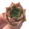 Echeveria Agavoides 'Lovego' 1" New Hybrid Succulent Plant