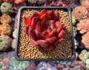 Echeveria Agavoides 'Prolifera' Hybrid 3" Succulent Plant