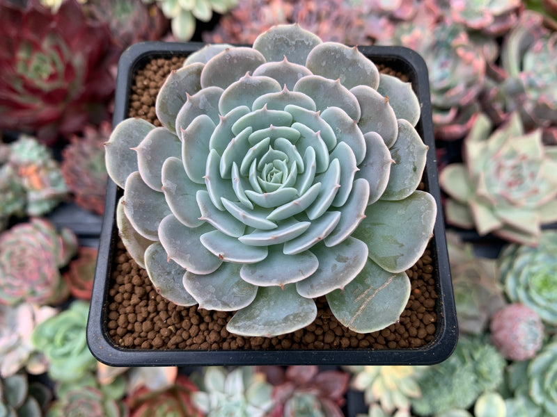 echeveria サイズ1 Echeveria 'Rumpil' 1