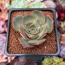 Echeveria 'Longissima' Hybrid 2" Succulent Plant