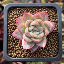 Echeveria 'Red Ice' 1/2"-1" Small Succulent Plant