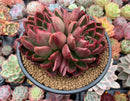 Echeveria Agavoides 'Arabesque' 4"-5" Succulent Plant