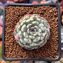 Echeveria 'Dark Minima' 1" Succulent Plant