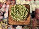 Echeveria Agavoides 'Sarabony' 2" Succulent Plant