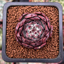Echeveria sp. 1" Succulent Plant