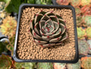 Echeveria Agavoides 'Rudolph' 2" Succulent Plant