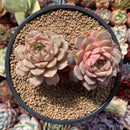 Echeveria 'Ben Badis' 4"-5" Cluster Succulent Plant