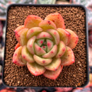 Echeveria 'Orange Champaign' 3" Succulent Plant