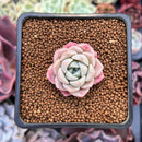 Echeveria 'Pink Spot' 1" Succulent Plant