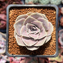 Echeveria Diffractens 1"-2" Succulent Plant