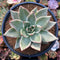 Echeveria Agavoides 'Maria' Variegated 4" Succulent Plant