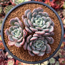 Echeveria 'Mulan' 4" Cluster Succulent Plant