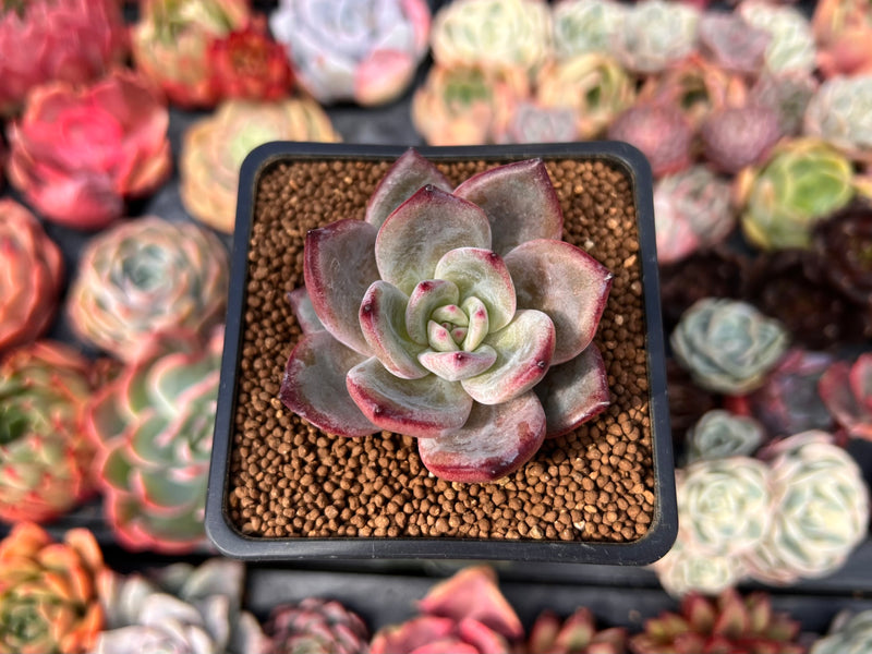 Echeveria 'Purple Shot' 2
