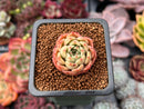 Echeveria 'Omphalos' 1"-2" Succulent Plant