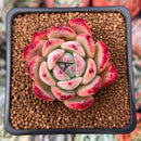 Echeveria 'Colorata' 1" Succulent Plant
