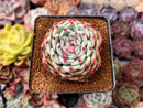 Echeveria 'Chihuahuaensis' 2"-3" Succulent Plant