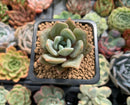 Echeveria 'German Champaign' 1" Succulent Plant