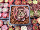 Echeveria 'Red Tan' 1" Succulent Plant