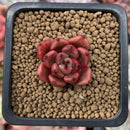 Echeveria Agavoides sp. 1" Small Succulent Plant