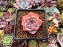 Echeveria 'Keralean' 1"-2" Succulent Plant