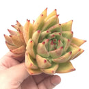 Echeveria Agavoides sp. Large 5" Rare Succulent Plant