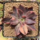 Echeveria 'Hanaikada' Variegated 2"-3" Succulent Plant