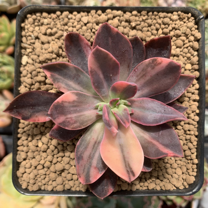 hanaikada succulent Echeveria 'Hanaikada' Variegated 2"-3" Succulent Plant – True Succulents Plant Co