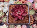 Echeveria Agavoides 'Fire Eagle' 2" New Hybrid Succulent Plant