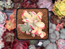 Cotyledon 'Orbiculata' Variegated 3" Succulent Plant