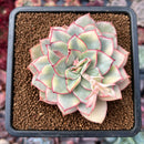 Echeveria 'Esther' Variegated 3" Succulent Plant