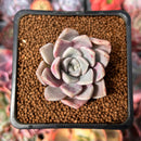 Echeveria 'Pink Spot' 1" Succulent Plant