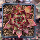 Echeveria Agavoides 'Sarabony' x 'Ebony' Hybrid 2" Succulent Plant