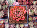 Echeveria Agavoides 'Happy' 2" Succulent Plant