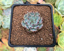 Echeveria 'Cherry Blossom Ending' 1" Succulent Plant