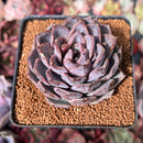 Echeveria 'Black Cave' 2" New Air Magic Hybrid Succulent Plant