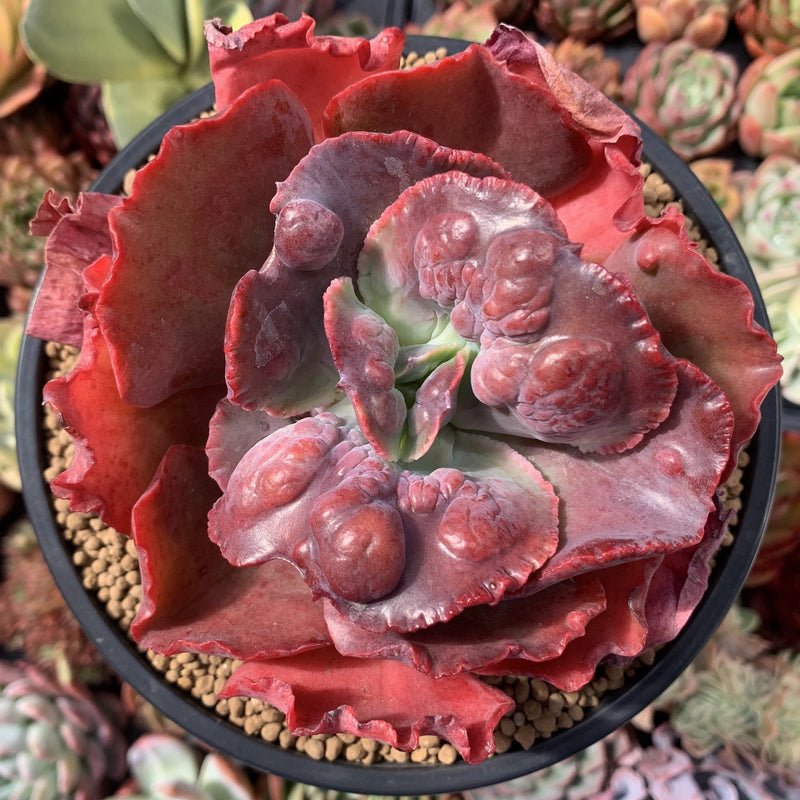 etna succulent Echeveria 'Etna' Hybrid 5" Succulent Plant – True Succulents Plant Co