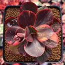 Echeveria 'Primadonna' Variegated 2" Succulent Plant