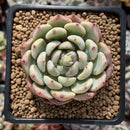 Echeveria 'Sarahime x 'Minima' New Hybrid 2" Succulent Plant