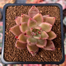Echeveria Agavoides 'Star of Seoul' 1"-2" New Hybrid Succulent Plant