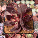 Echeveria 'Love and War' 3" Succulent Plant
