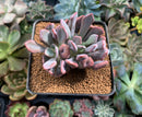 Echeveria 'Cupid' 2"-3" Succulent Plant