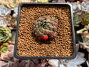 Echeveria 'Scorpio' 1" Succulent Plant