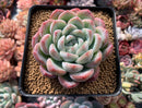Echeveria sp. 4" Powdery Succulent Plant