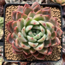 Echeveria sp. 3" Succulent Plant