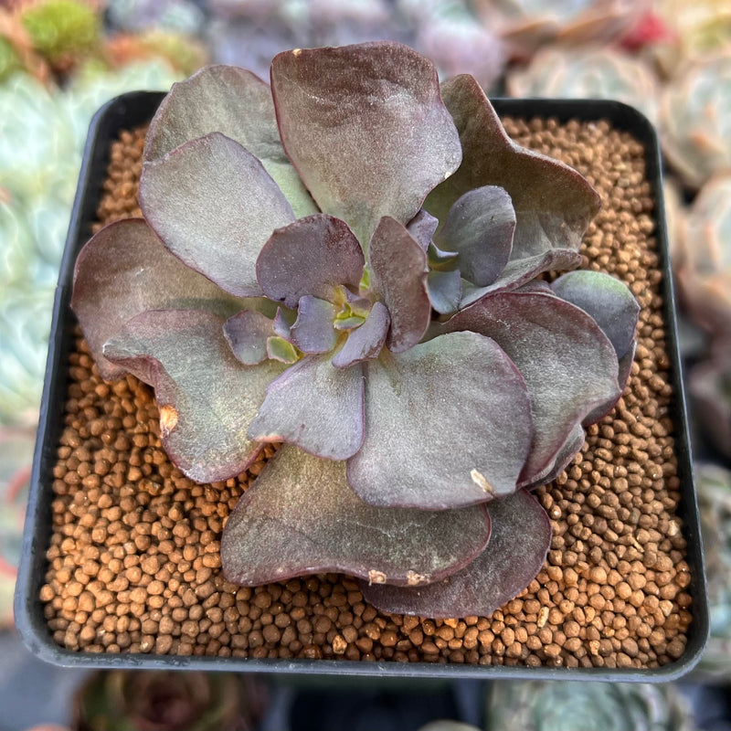 suyon succulent Echeveria 'Purple Suyon' 2" Succulent Plant – True Succulents Plant Co