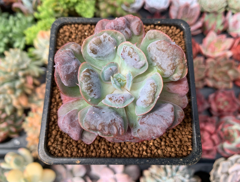 heart delight succulent Echeveria 'Hearts Delight' 2" Succulent Plant – True Succulents Plant Co