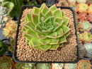 Echeveria Agavoides 'Piet' Variegated 3" Succulent Plant