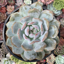 Echeveria 'Orange Monroe' 4"-5" Succulent Plant