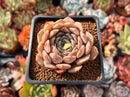 Echeveria 'Zaragoza' Hybrid 2" Succulent Plant