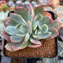 Echeveria 'Luella' Variegated 2"-3 Succulent Plant